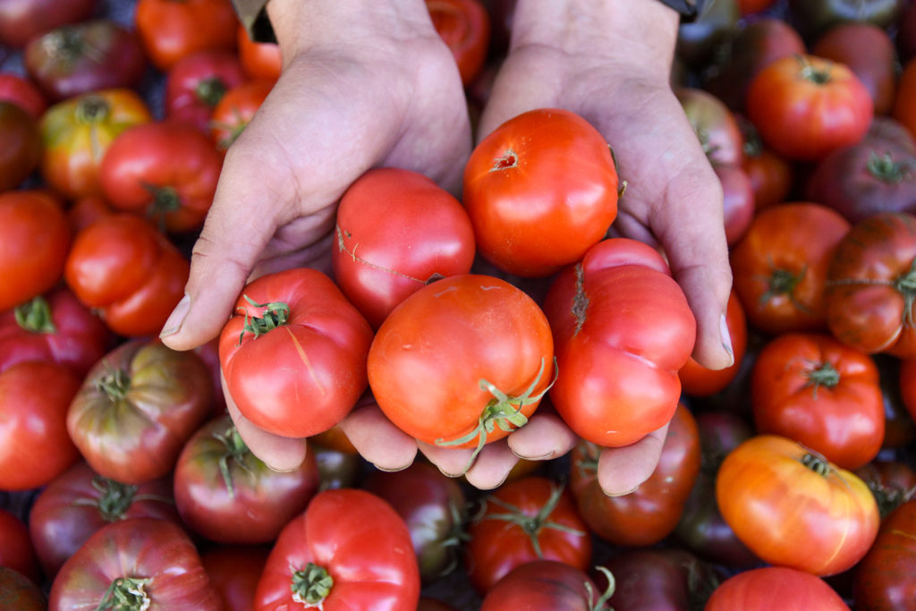 Hands holding out tomatoes