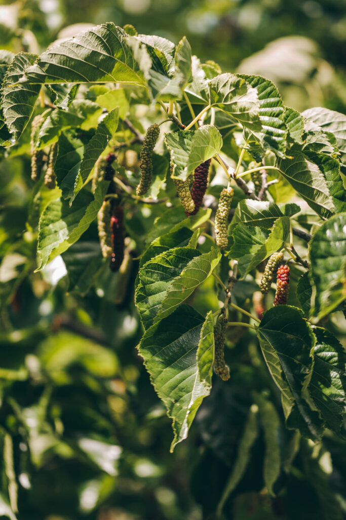 mulberries growing on a tree