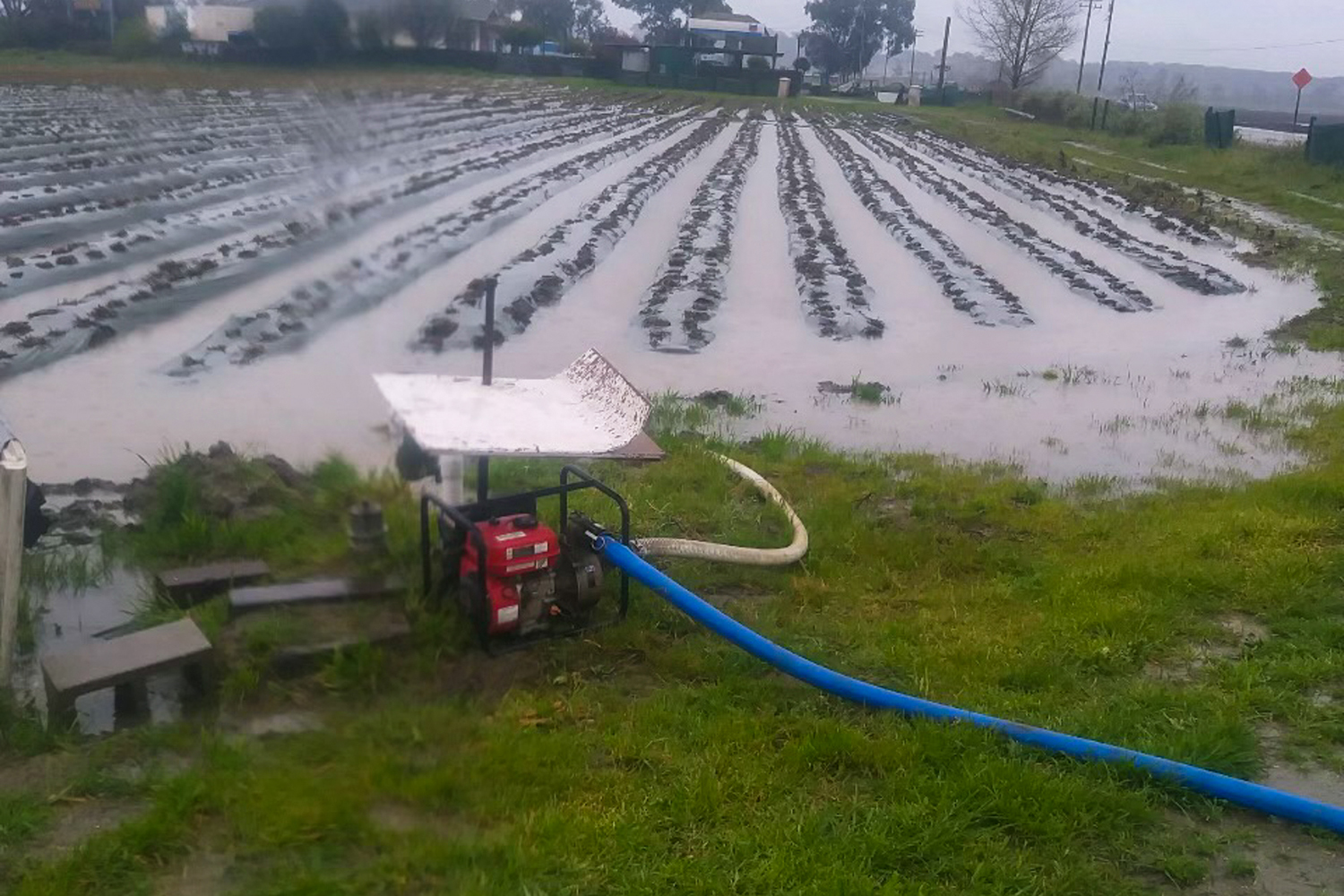 Flooding on Yerena Farms fields